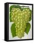 Wine Grapes-null-Framed Stretched Canvas