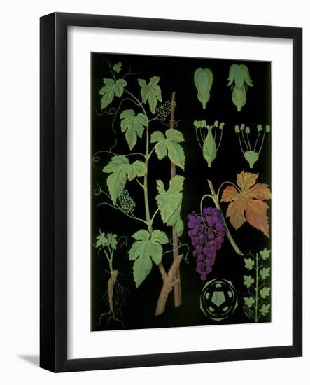 Wine Grapevine-null-Framed Giclee Print