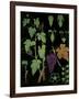 Wine Grapevine-null-Framed Giclee Print