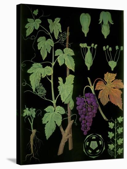 Wine Grapevine-null-Stretched Canvas