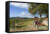 Wine-Growing Area and Tractor Between Mšdling and Gumpoldskirchen-Gerhard Wild-Framed Stretched Canvas