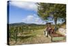 Wine-Growing Area and Tractor Between Mšdling and Gumpoldskirchen-Gerhard Wild-Stretched Canvas