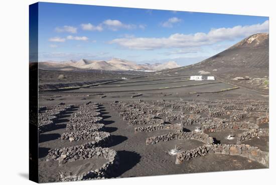 Wine Growing District La Geria, Lanzarote, Canary Islands, Spain, Atlantic, Europe-Markus Lange-Stretched Canvas