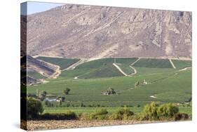 Wine Production in the Footills of the Andes, Valparaiso Region, Chile-Peter Groenendijk-Stretched Canvas