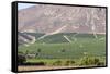 Wine Production in the Footills of the Andes, Valparaiso Region, Chile-Peter Groenendijk-Framed Stretched Canvas