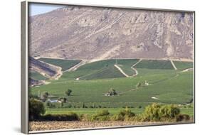 Wine Production in the Footills of the Andes, Valparaiso Region, Chile-Peter Groenendijk-Framed Photographic Print