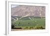 Wine Production in the Footills of the Andes, Valparaiso Region, Chile-Peter Groenendijk-Framed Photographic Print