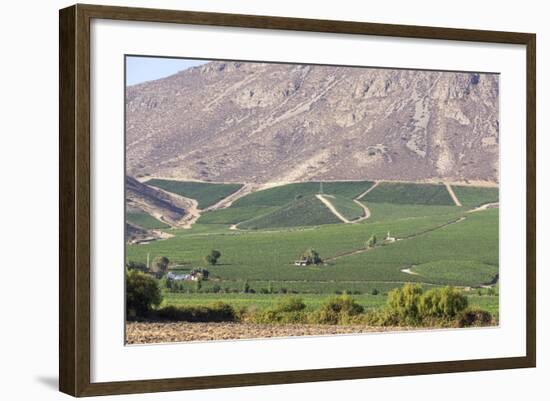 Wine Production in the Footills of the Andes, Valparaiso Region, Chile-Peter Groenendijk-Framed Photographic Print