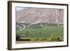 Wine Production in the Footills of the Andes, Valparaiso Region, Chile-Peter Groenendijk-Framed Photographic Print