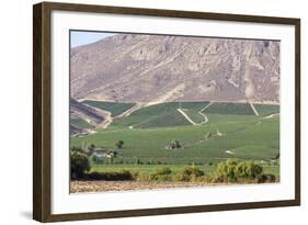 Wine Production in the Footills of the Andes, Valparaiso Region, Chile-Peter Groenendijk-Framed Photographic Print