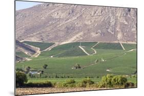 Wine Production in the Footills of the Andes, Valparaiso Region, Chile-Peter Groenendijk-Mounted Photographic Print