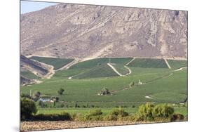 Wine Production in the Footills of the Andes, Valparaiso Region, Chile-Peter Groenendijk-Mounted Photographic Print