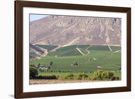 Wine Production in the Footills of the Andes, Valparaiso Region, Chile-Peter Groenendijk-Framed Photographic Print