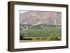 Wine Production in the Footills of the Andes, Valparaiso Region, Chile-Peter Groenendijk-Framed Photographic Print