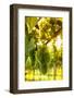 Wine Season-rzoze19-Framed Photographic Print