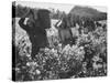 Wine Vineyard at Fransch Hoek in Cape Province Workers Spreading Fertilizer-Grey Villet-Stretched Canvas