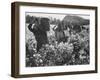 Wine Vineyard at Fransch Hoek in Cape Province Workers Spreading Fertilizer-Grey Villet-Framed Photographic Print