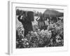 Wine Vineyard at Fransch Hoek in Cape Province Workers Spreading Fertilizer-Grey Villet-Framed Photographic Print