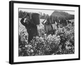 Wine Vineyard at Fransch Hoek in Cape Province Workers Spreading Fertilizer-Grey Villet-Framed Photographic Print