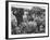 Wine Vineyard at Fransch Hoek in Cape Province Workers Spreading Fertilizer-Grey Villet-Framed Photographic Print