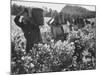 Wine Vineyard at Fransch Hoek in Cape Province Workers Spreading Fertilizer-Grey Villet-Mounted Photographic Print