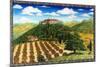 Wine Vinyard Estates-Caroline Haliday-Mounted Giclee Print