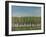 Wineglass Treeline-Tim Nyberg-Framed Giclee Print