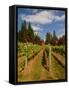 Winery and Vineyard on Whidbey Island, Washington, USA-Richard Duval-Framed Stretched Canvas
