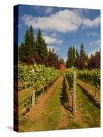 Winery and Vineyard on Whidbey Island, Washington, USA-Richard Duval-Stretched Canvas