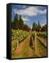 Winery and Vineyard on Whidbey Island, Washington, USA-Richard Duval-Framed Stretched Canvas