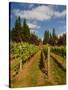 Winery and Vineyard on Whidbey Island, Washington, USA-Richard Duval-Stretched Canvas