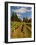 Winery and Vineyard on Whidbey Island, Washington, USA-Richard Duval-Framed Photographic Print