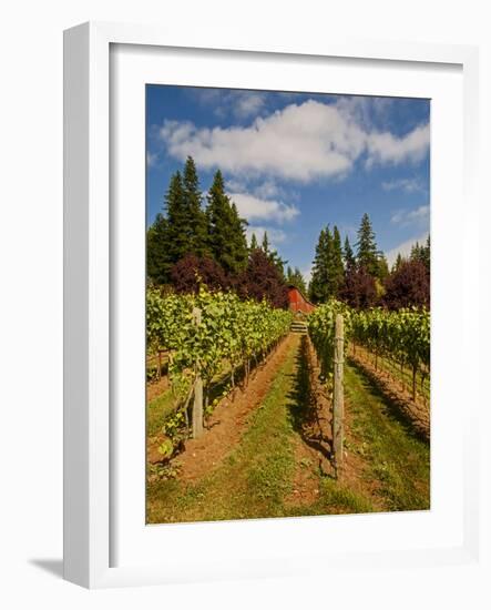 Winery and Vineyard on Whidbey Island, Washington, USA-Richard Duval-Framed Photographic Print