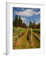 Winery and Vineyard on Whidbey Island, Washington, USA-Richard Duval-Framed Photographic Print