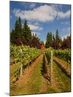 Winery and Vineyard on Whidbey Island, Washington, USA-Richard Duval-Mounted Photographic Print