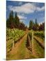 Winery and Vineyard on Whidbey Island, Washington, USA-Richard Duval-Mounted Photographic Print