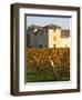 Winery Building and Golden Vineyard in Late Afternoon, Domaine Des Verdots, Conne De Labarde-Per Karlsson-Framed Photographic Print