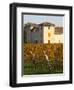 Winery Building and Golden Vineyard in Late Afternoon, Domaine Des Verdots, Conne De Labarde-Per Karlsson-Framed Photographic Print
