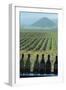 Winery, San Luis Obispo, California, Usa-Natalie Tepper-Framed Photo