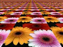 Gerbera Flowers Multiplied in Tiles-Winfred Evers-Photographic Print