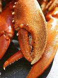Lobster Claws-Winfried Heinze-Photographic Print