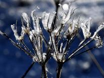 DEU Wetter Sschmetterling-Winfried Rothermel-Photographic Print