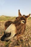 Donkey, adult, close-up of head, Lanzarote-Winfried Wisniewski-Photographic Print