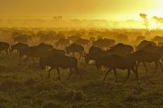 Herd of Wildebeest at Sunrise-Winfried Wisniewski-Photographic Print