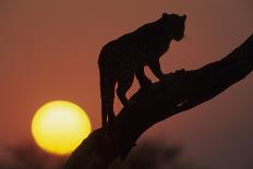 Leopard (Panthera pardus) On tree - in front of the rising sun - Namibia-Winfried Wisniewski-Photographic Print