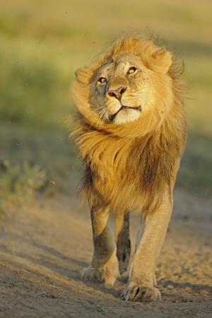 Lion (Panthera leo) adult male, shaking flies from head and mane in morning sunlight, Tanzania