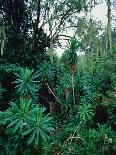 Lobelia plants in rainforest, Kenya, Northern Africa, Africa-Winfried Wisniewski-Photographic Print