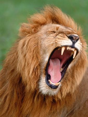 Male lion tearing his mouth open