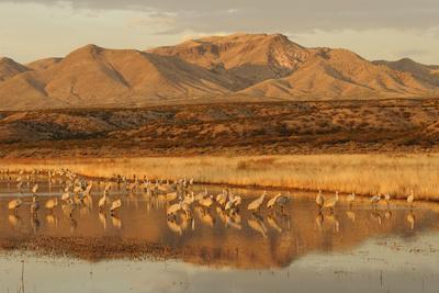 Sandhill Crane (Grus canadensis) flock, standing in wetland habitat, Bosque del Apache, New Mexico