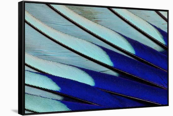 Wing Feathers of Blue-Bellied Roller-Darrell Gulin-Framed Stretched Canvas